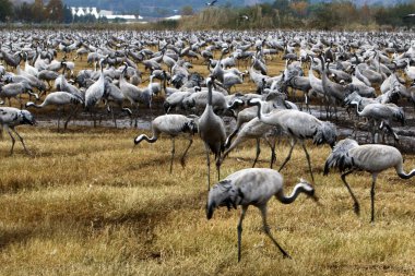 Göçmen kuşların bir ulusal kuş kutsal Hula Kuzey İsrail'de yer alan 