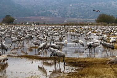 Göçmen kuşların bir ulusal kuş kutsal Hula Kuzey İsrail'de yer alan 