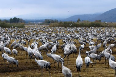 Göçmen kuşların bir ulusal kuş kutsal Hula Kuzey İsrail'de yer alan 