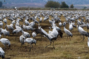 Göçmen kuşların bir ulusal kuş kutsal Hula Kuzey İsrail'de yer alan 