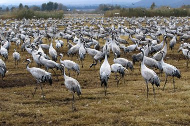 Göçmen kuşların bir ulusal kuş kutsal Hula Kuzey İsrail'de yer alan 