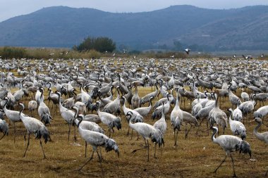 Göçmen kuşların bir ulusal kuş kutsal Hula Kuzey İsrail'de yer alan 