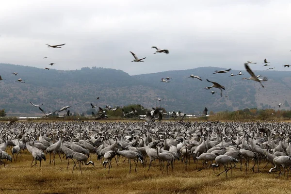 Aves migratórias em um santuário nacional de aves Hula está localizado no norte de Israel — Fotografia de Stock