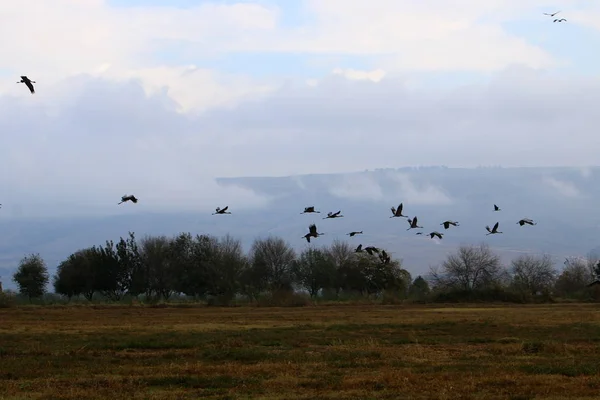 Aves migratórias em um santuário nacional de aves Hula está localizado no norte de Israel — Fotografia de Stock