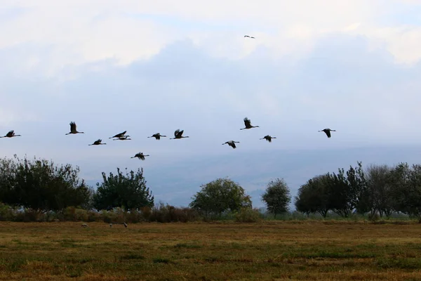 Zugvögel in einem nationalen Vogelschutzgebiet Hula liegt in Nordisrael — Stockfoto