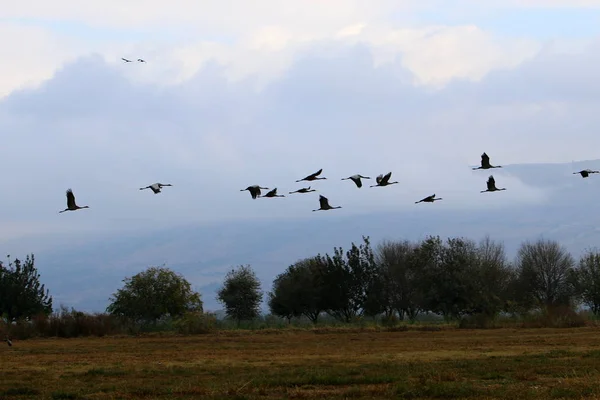 Zugvögel in einem nationalen Vogelschutzgebiet Hula liegt in Nordisrael — Stockfoto