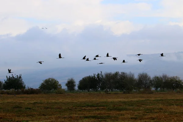 Migratory birds in a national bird sanctuary Hula is located in northern Israel — Stock Photo, Image