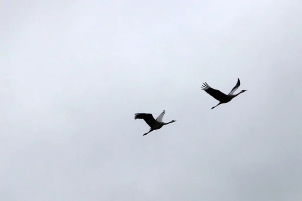 Trekvogels in een Nationaal vogelreservaat Hula is gelegen in Noord-Israël — Stockfoto