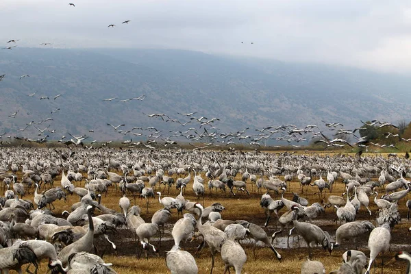 Zugvögel in einem nationalen Vogelschutzgebiet Hula liegt in Nordisrael — Stockfoto