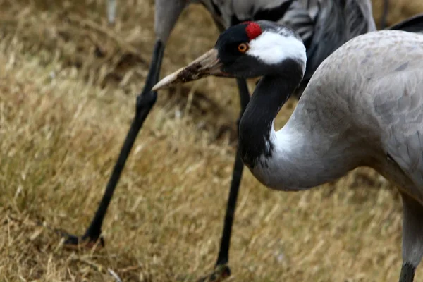 Stěhovavých ptáků v národní ptačí rezervace Hula se nachází v severním Izraeli — Stock fotografie