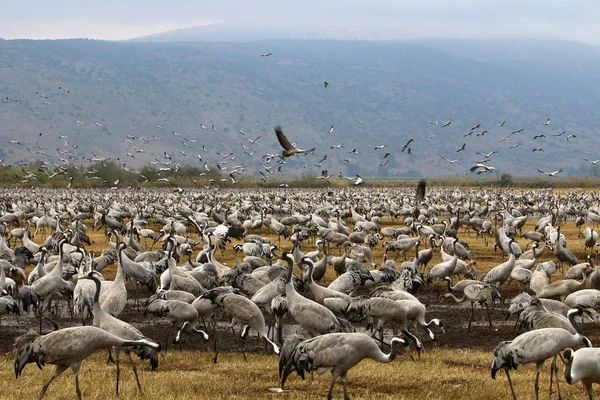 Flyttfåglar i en nationell fågelreservat Hula ligger i norra Israel — Stockfoto