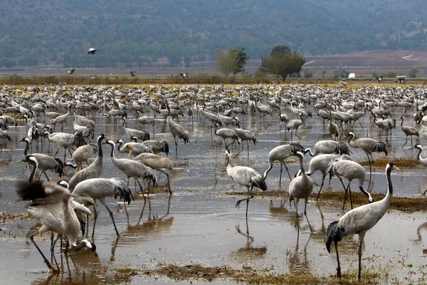 migratory birds in a national bird sanctuary Hula is located in northern Israel