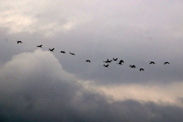 Zugvögel in einem nationalen Vogelschutzgebiet Hula liegt in Nordisrael — Stockfoto