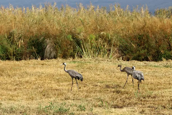 フラがイスラエル北部にある国バードサンクチュアリの渡り鳥 — ストック写真