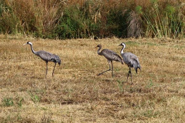 フラがイスラエル北部にある国バードサンクチュアリの渡り鳥 — ストック写真