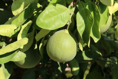 Olgun meyve ağaçta 