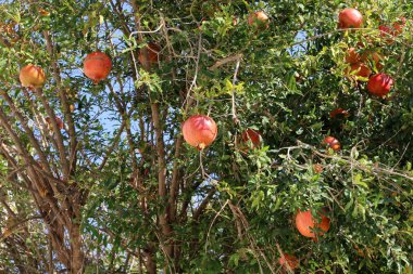 Olgun meyve ağaçta 