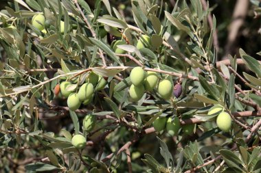 Olgun meyve ağaçta 