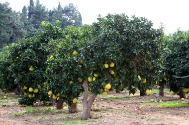 Olgun meyve ağaçta 