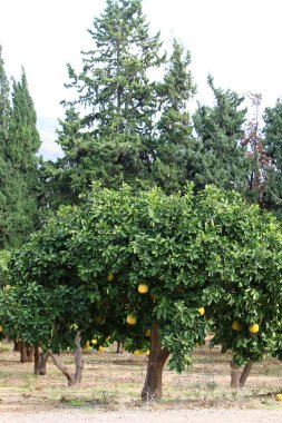 Olgun meyve ağaçta 