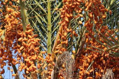 Olgun meyve ağaçta 