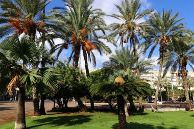 Olgun meyve ağaçta 