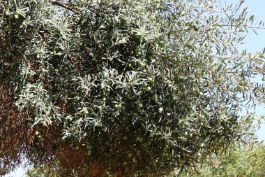 Olgun meyve ağaçta 