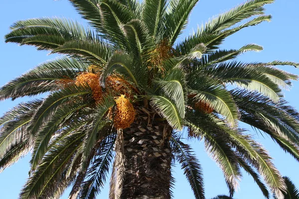 Fruta madura en el árbol —  Fotos de Stock