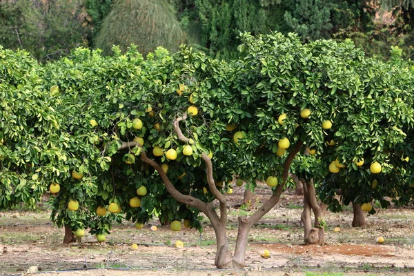 Спелые плоды на дереве — стоковое фото
