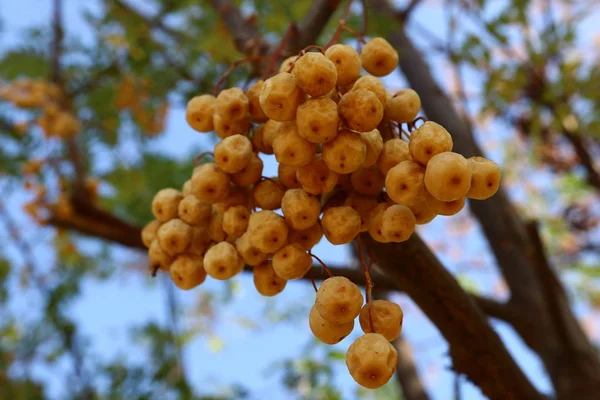 Frutta matura sull'albero — Foto Stock