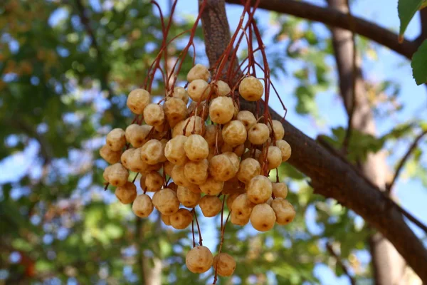 Frutta matura sull'albero — Foto Stock