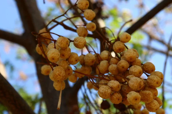 Frutta matura sull'albero — Foto Stock