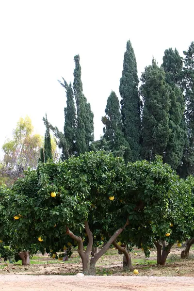 Olgun meyve ağaçta 