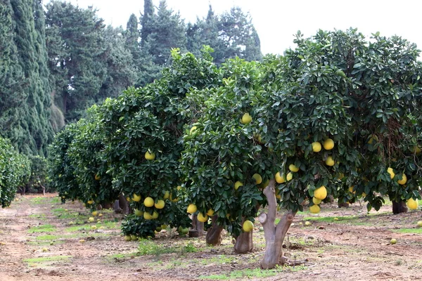 Спелые плоды на дереве — стоковое фото