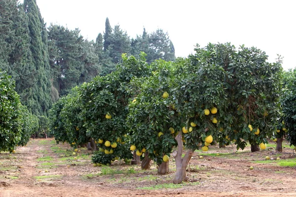 Стиглі фрукти на дереві — стокове фото