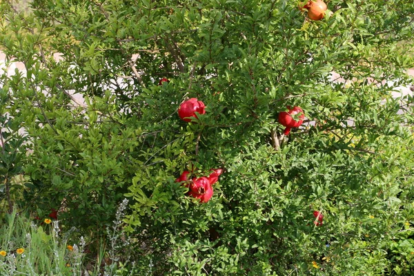 Olgun meyve ağaçta 