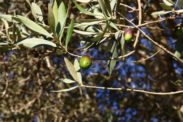 Fruta madura en el árbol — Foto de Stock