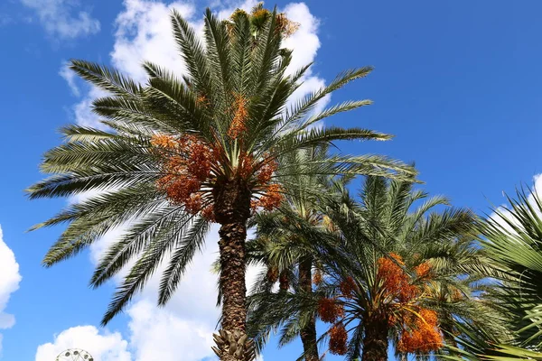 Rijp fruit op de boom — Stockfoto