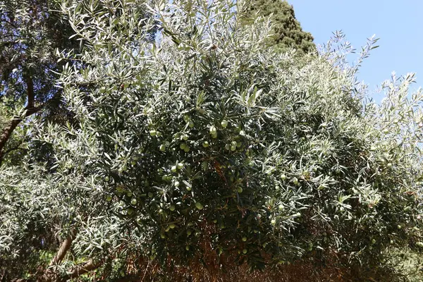 Olgun meyve ağaçta 