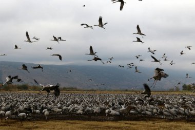 başınızın üstünde geniş gökyüzü 