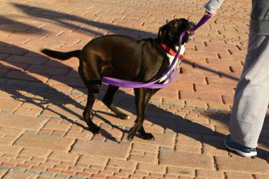 Yürüyüşe çıkmış köpek. 