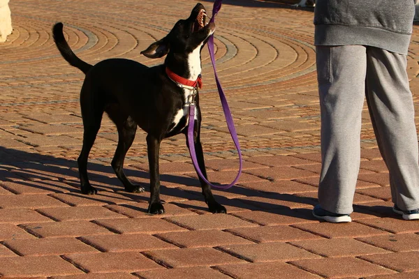 Pes na procházku — Stock fotografie