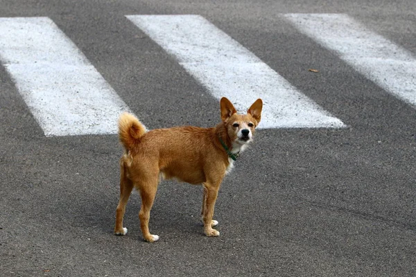 Собака для прогулки — стоковое фото