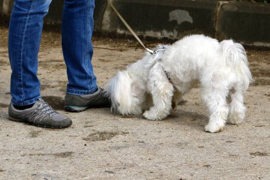 Yürüyüşe çıkmış köpek. 