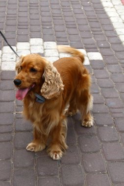 Yürüyüşe çıkmış köpek. 