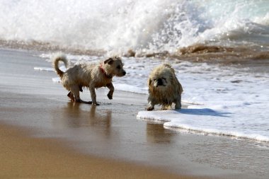 Yürüyüşe çıkmış köpek. 