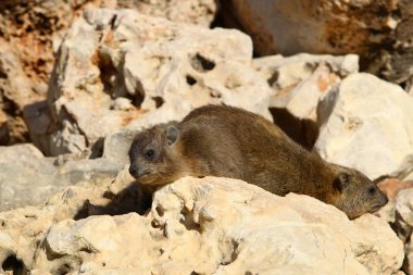 kayanın üzerinde yalan yaban faresi 