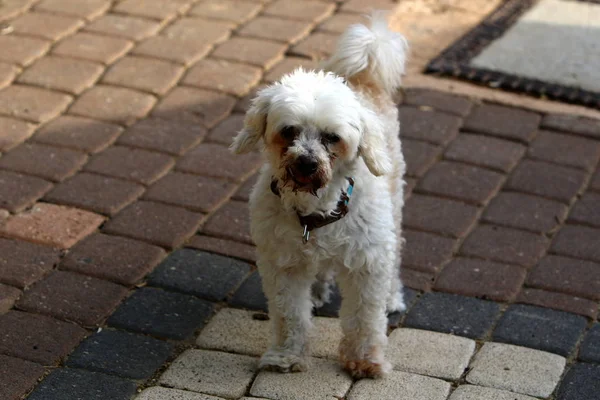 Dog for a walk — Stock Photo, Image