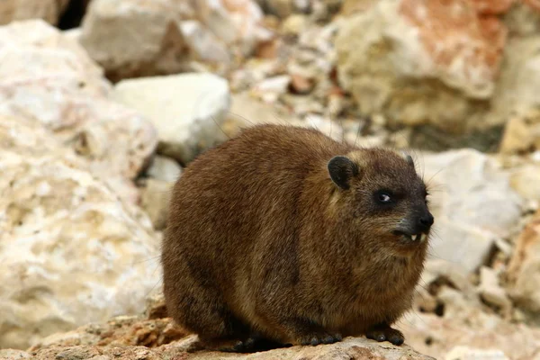 Hyraxar liggande på en sten — Stockfoto