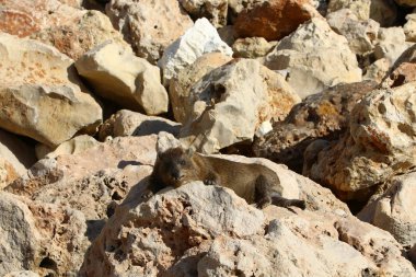 kayanın üzerinde yalan yaban faresi 